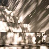 Shaded by a fig tree