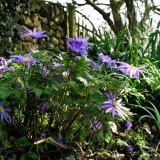 Wood anemones
