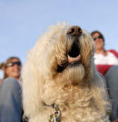 Boo @ Cropredy 2009 (1)