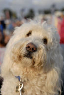 Boo @ Cropredy 2009 (2)