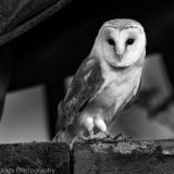 Barn Owl
