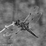 Dragon Fly