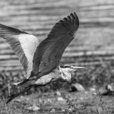 Grey Heron
