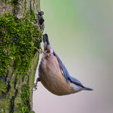 Nuthatch