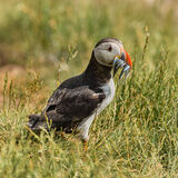 Puffin