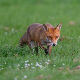 SIP-3739-Enhanced-NR