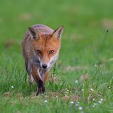 SIP-3750-Enhanced-NR