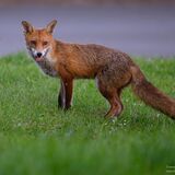 SIP-3810-Enhanced-NR-Edit