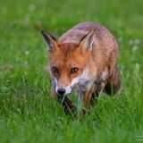 SIP-3891-Enhanced-NR