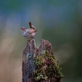 Wren