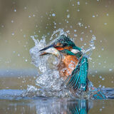 Kingfisher