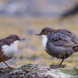 Dippers