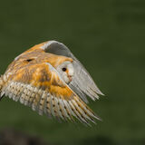 Barn Owl