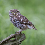 Little Owl