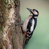 Great Spotted Woodpecker