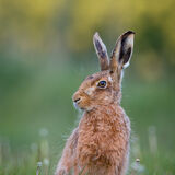 Brown Hare