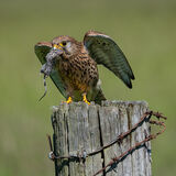 Kestrel