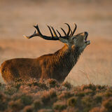 Red Deer
