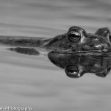 The Frog