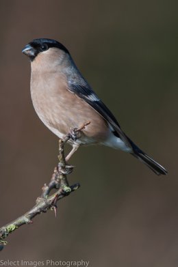 untitled-20105