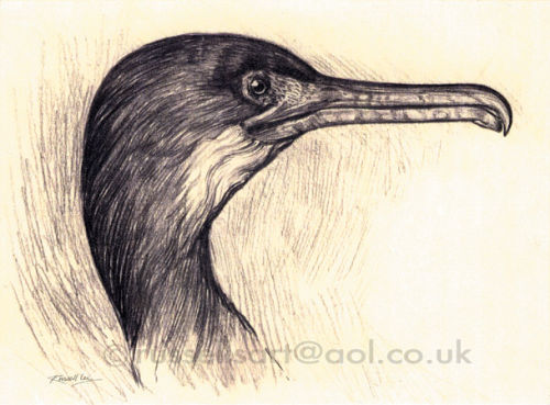 The Cormorant - Pencil on Canson Paper (nfs)