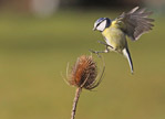 bluetit2943