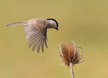 marshtit