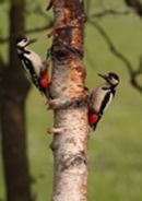 woodpeckerpair