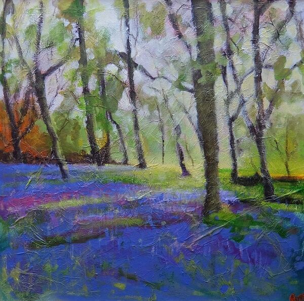 Stanley Common bluebellsa