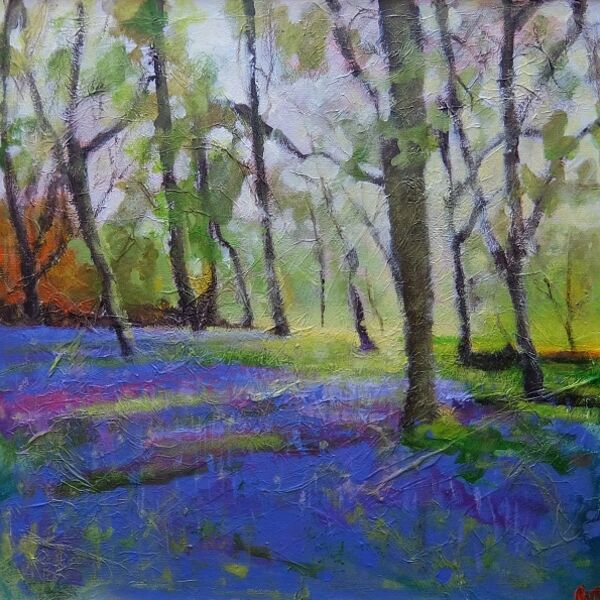 Stanley Common bluebellsa