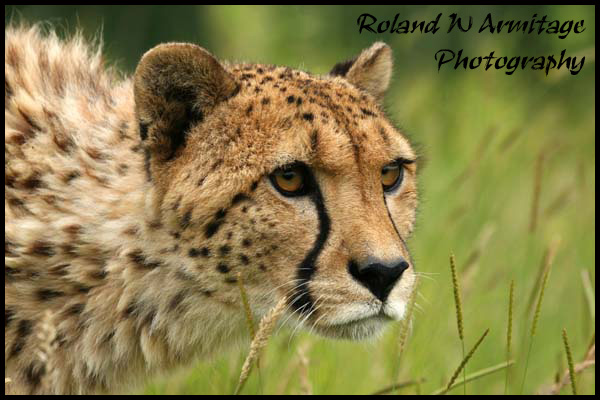Cheetah