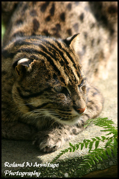 Fishing Cat - Kent