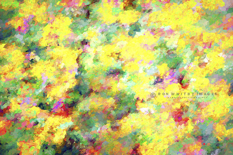 Summer Flowers - Aigues Mortes