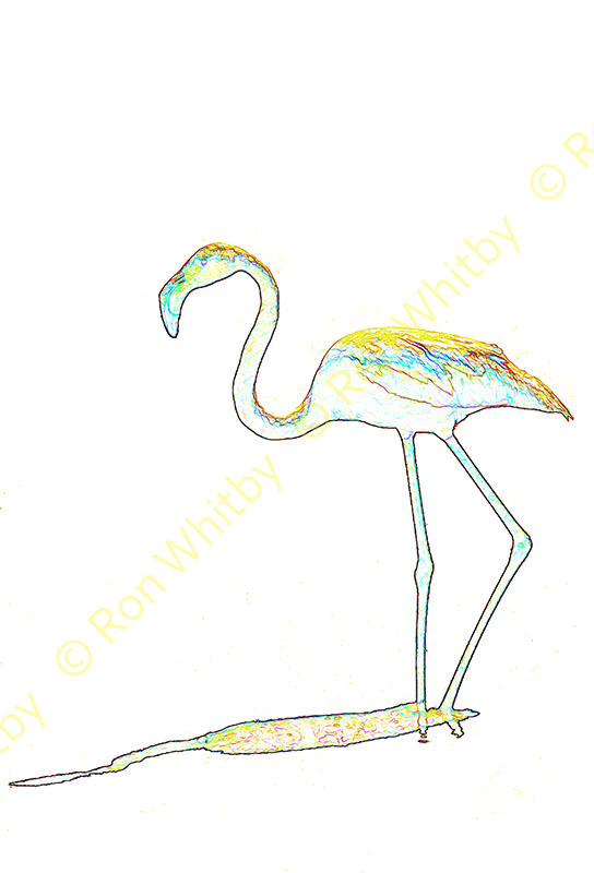 Camargue Flamingo