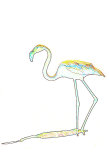 Camargue Flamingo