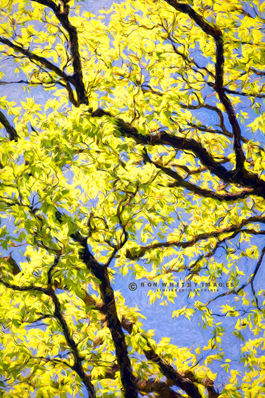Tree at Garrigill - Cumbria