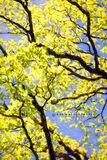 Tree at Garrigill - Cumbria