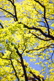 Spring Leaves in Cumbria