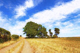 Cheshire Landscape no 3