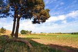 Cheshire Landscape no 1