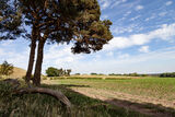 Cheshire Landscape (£87.75) Cheshire Landscape