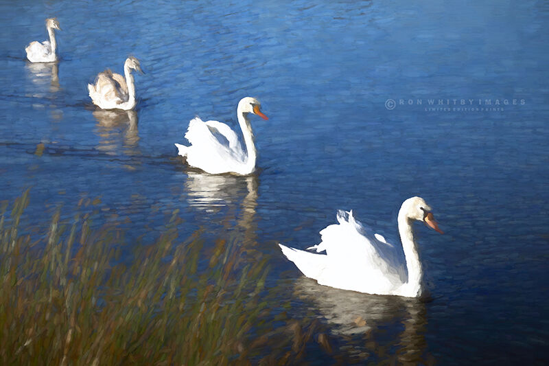 Swans on a Lake