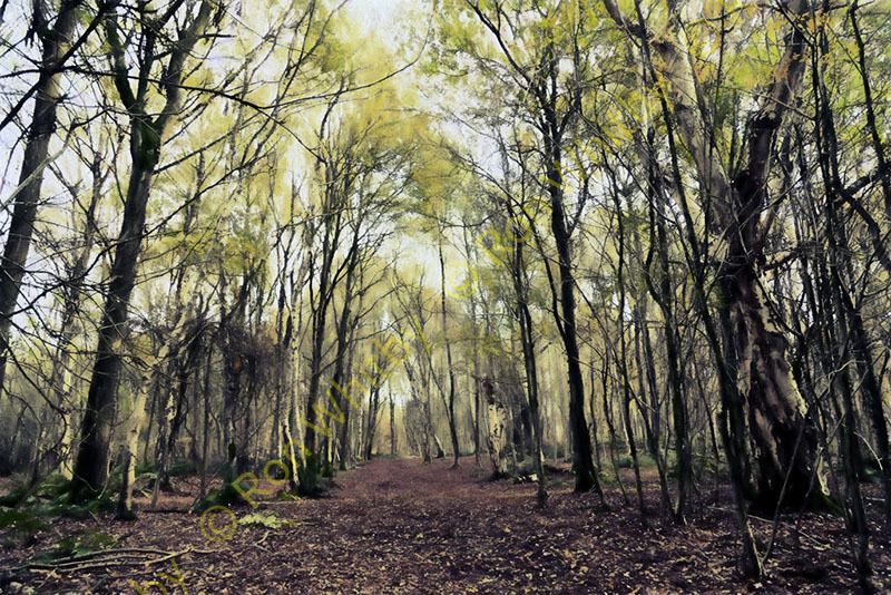 Brown Moss Woods
