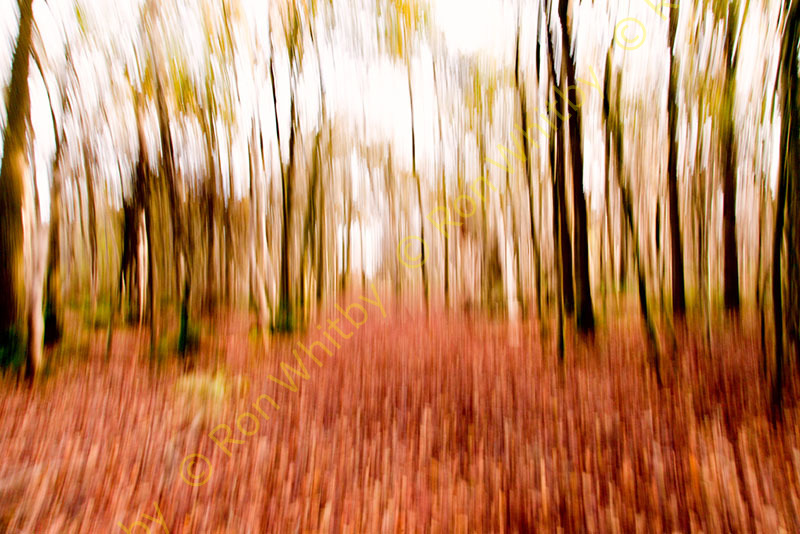 Woodland in Autumn