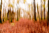 Woodland in Autumn