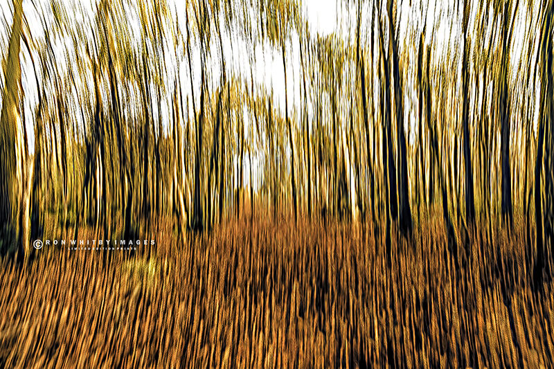 Woodland in Autumn