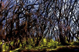 After the Fire - La Gomera