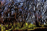 After the Fire - La Gomera