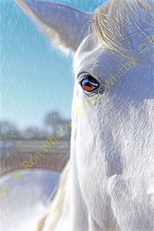 Camargue Horse no 2