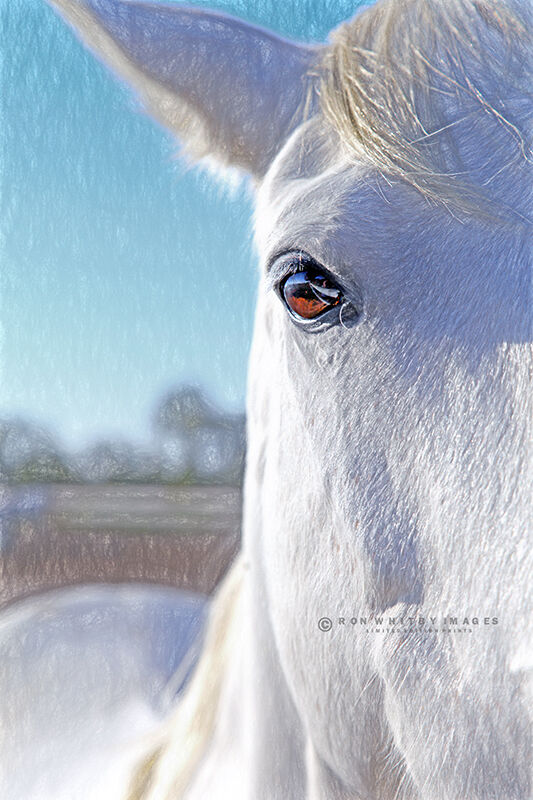 Camargue Horse no 2